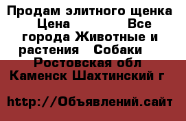 Продам элитного щенка › Цена ­ 30 000 - Все города Животные и растения » Собаки   . Ростовская обл.,Каменск-Шахтинский г.